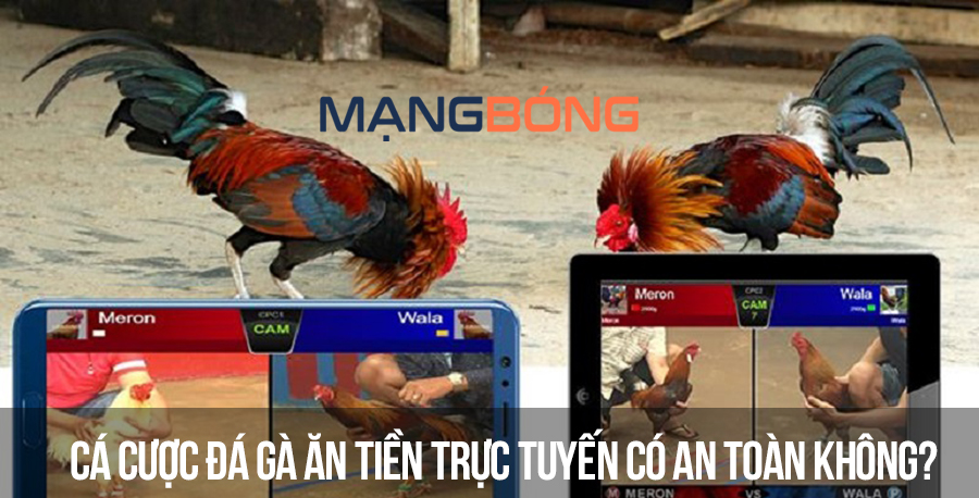 Cá cược đá gà ăn tiền trực tuyến có an toàn không?