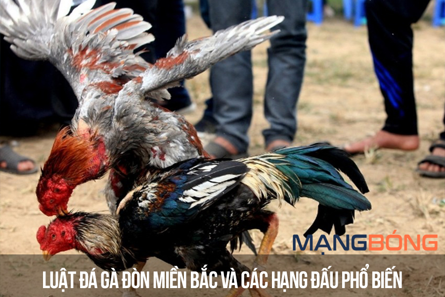 Luật đá gà đòn miền Bắc và các hạng đấu phổ biến