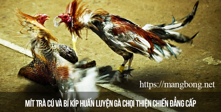 Bí kíp huấn luyện gà chọi thiện chiến của sư kê Mít Trà Cú