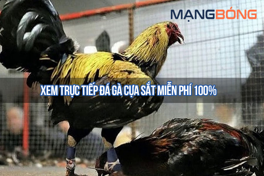 Xem trực tiếp đá gà cựa sắt miễn phí